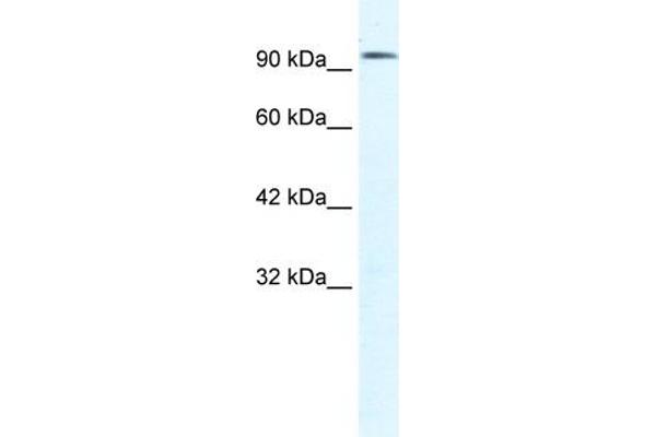 anti-Chloride Channel 3 (CLCN3) (C-Term) antibody