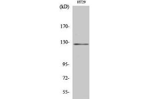 Western Blot analysis of HT-29 cells using JAK2 Polyclonal Antibody at dilution of 1:2000.