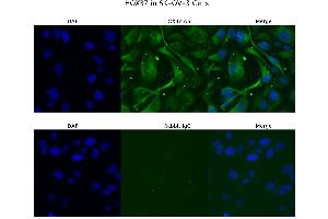 Image no. 2 for anti-Homeobox B7 (HOXB7) (C-Term) antibody (ABIN2775771)