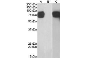Image no. 1 for anti-Golgi Membrane Protein 1 (GOLM1) (C-Term) antibody (ABIN184847)