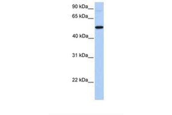 GALNT13 Antikörper  (AA 31-80)