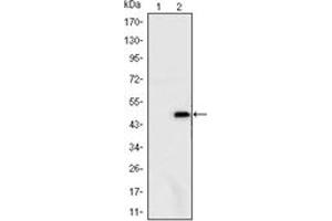Image no. 1 for anti-Ataxin 1 (ATXN1) antibody (ABIN1105458)