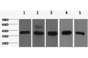 Western Blot analysis of 1) 293T, 2) Hela, 3) HepG2, 4) Mouse brain with eIF4A1 Monoclonal Antibody.