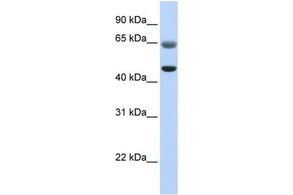 anti-Family with Sequence Similarity 113, Member A (FAM113A) (C-Term) antibody