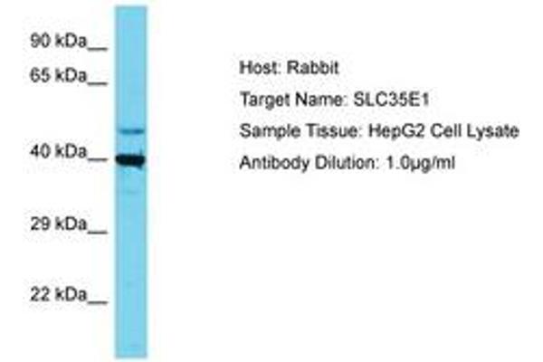 SLC35E1 抗体  (AA 323-372)
