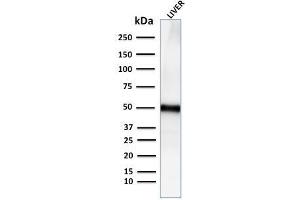 Image no. 1 for anti-Perilipin 2 (PLIN2) (AA 249-376) antibody (ABIN6939160)