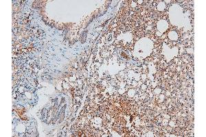 Image no. 4 for anti-V-Myb Myeloblastosis Viral Oncogene Homolog (Avian)-Like 2 (MYBL2) (pThr494), (pThr497) antibody (ABIN6271228)