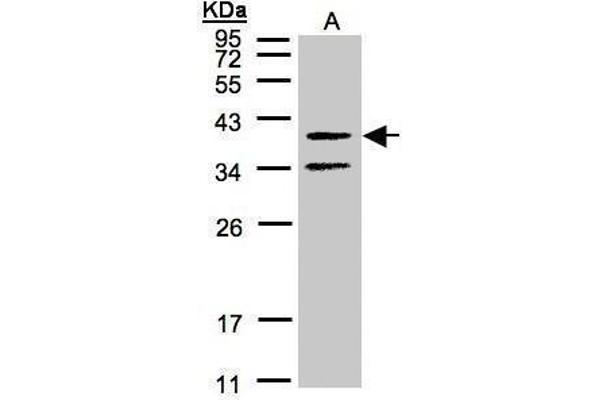 anti-Galanin Receptor 2 (GALR2) (C-Term) antibody