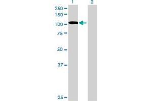Image no. 1 for anti-XPA Binding Protein 2 (XAB2) (AA 1-855) antibody (ABIN528026)