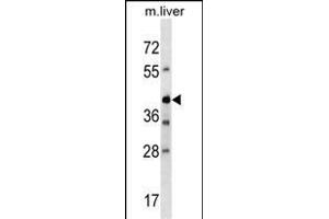 Mouse Avpr1b Antibody (Center) (ABIN1538096 and ABIN2850193) western blot analysis in mouse liver tissue lysates (35 μg/lane).