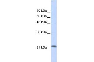Image no. 1 for anti-RAS-Like, Family 10, Member A (RASL10A) (N-Term) antibody (ABIN2784819)