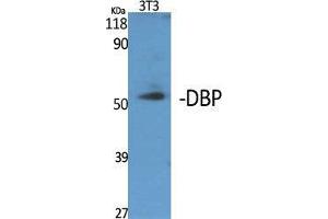 Image no. 2 for anti-D Site of Albumin Promoter (Albumin D-Box) Binding Protein (DBP) (Internal Region) antibody (ABIN3184259)