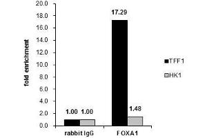 Image no. 5 for anti-Forkhead Box A1 (FOXA1) (C-Term) antibody (ABIN2854707)