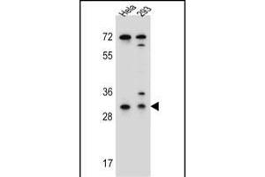 Ephrin B2 antibody  (AA 157-186)