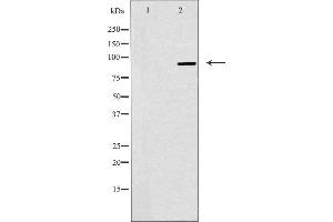 Image no. 1 for anti-Nucleolar Complex Associated 3 Homolog (NOC3L) (Internal Region) antibody (ABIN6259131)