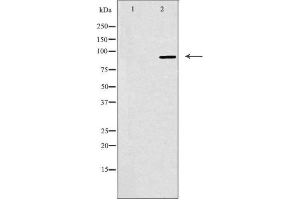 NOC3L antibody  (Internal Region)