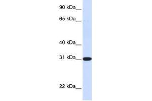 Image no. 1 for anti-Phenazine Biosynthesis-Like Protein Domain Containing 1 (PBLD1) (N-Term) antibody (ABIN632880)