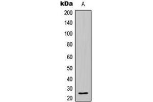 Image no. 3 for anti-BCL2-Like 2 (BCL2L2) (C-Term) antibody (ABIN2704523)