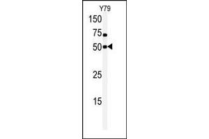 Image no. 1 for anti-CDC like Kinase 1 (CLK1) (AA 70-99), (N-Term) antibody (ABIN391765)