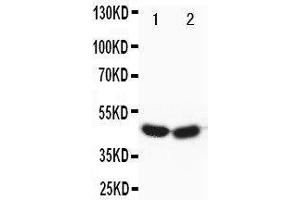 Image no. 1 for anti-Forkhead Box P3 (FOXP3) (AA 321-337), (Middle Region) antibody (ABIN3043158)