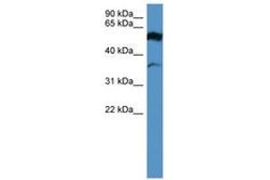 Image no. 1 for anti-Fascin 2 (FSCN2) (AA 235-284) antibody (ABIN6746674)