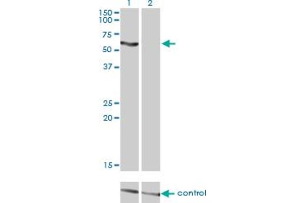 anti-Solute Carrier Family 33 Member 1 (SLC33A1) (AA 1-69) antibody