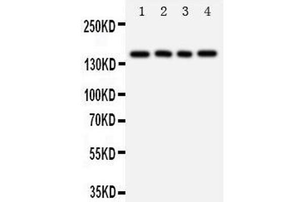 anti-Tenascin R (Restrictin, Janusin) (TNR) (AA 104-117), (N-Term) antibody