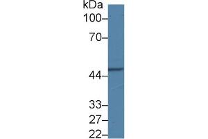 Image no. 2 for anti-Adipocyte Plasma Membrane Associated Protein (APMAP) (AA 62-289) antibody (ABIN1866717)