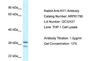 Image no. 1 for anti-Ras-Like Without CAAX 1 (RIT1) (Middle Region) antibody (ABIN2774323)
