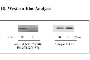 Image no. 2 for Mitogen-Activated Protein Kinase 1/3 (MAPK1/3) ELISA Kit (ABIN625239)