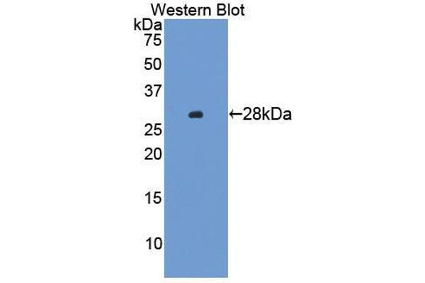 SSFA2 anticorps  (AA 587-802)