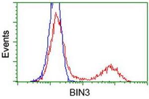 Image no. 4 for anti-Bridging Integrator 3 (BIN3) antibody (ABIN1496922)