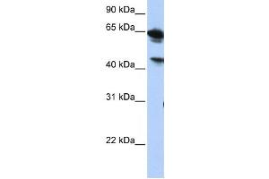Image no. 1 for anti-Abhydrolase Domain Containing 16A (ABHD16A) antibody (ABIN2459316)