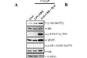 Image no. 46 for anti-Glyceraldehyde-3-Phosphate Dehydrogenase (GAPDH) (Center) antibody (ABIN2857072)