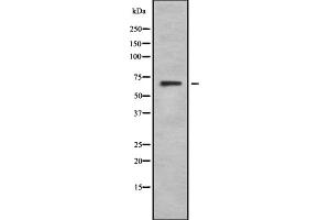 Image no. 1 for anti-G Protein-Coupled Receptor 50 (GPR50) (C-Term) antibody (ABIN6262059)