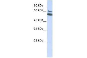 Image no. 1 for anti-Myosin, Heavy Polypeptide 10, Non-Muscle (MYH10) (N-Term) antibody (ABIN631458)