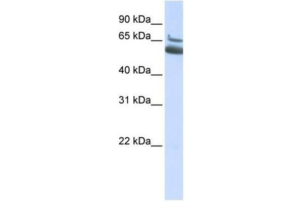 anti-Myosin, Heavy Polypeptide 10, Non-Muscle (MYH10) (N-Term) antibody