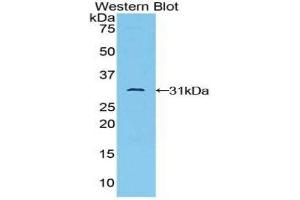 Image no. 1 for anti-TGF-beta Activated Kinase 1/MAP3K7 Binding Protein 1 (TAB1) (AA 189-439) antibody (ABIN1859749)