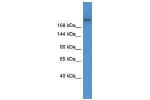 Image no. 1 for anti-ATP-Binding Cassette, Sub-Family A (ABC1), Member 7 (ABCA7) (Middle Region) antibody (ABIN928028)