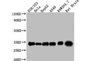 14-3-3 zeta antibody  (AA 133-212)