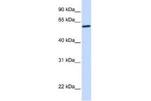 Image no. 1 for anti-Cytochrome P450, Family 27, Subfamily A, Polypeptide 1 (CYP27A1) (Middle Region) antibody (ABIN631030)