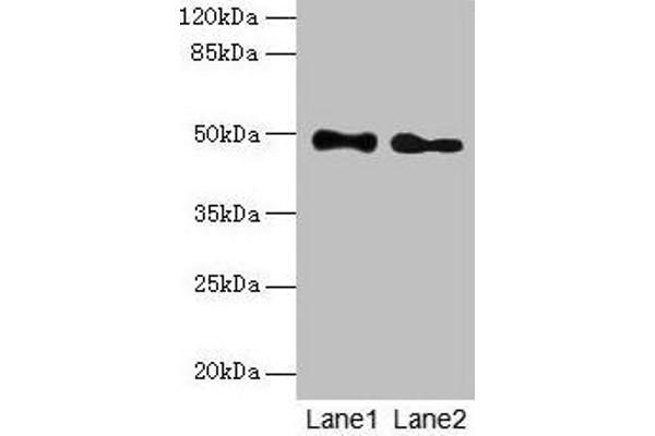 ABHD2 anticorps  (AA 31-320)