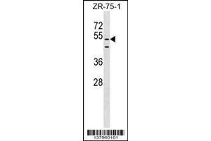 Image no. 1 for anti-PDZ Domain Containing 3 (PDZD3) (AA 258-285) antibody (ABIN1538201)
