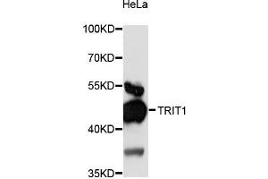 Image no. 1 for anti-tRNA Isopentenyltransferase 1 (TRIT1) antibody (ABIN6293639)