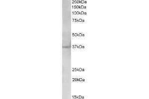 Image no. 1 for anti-Polo-Like Kinase 5 (PLK5) (AA 309-322) antibody (ABIN1590107)