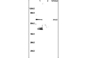Image no. 4 for anti-Apolipoprotein A-IV (APOA4) (AA 21-120) antibody (ABIN749153)