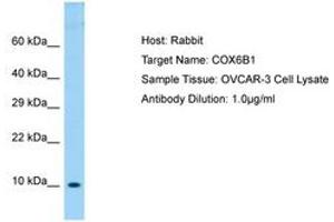 Image no. 1 for anti-Cytochrome C Oxidase Subunit VIb Polypeptide 1 (Ubiquitous) (COX6B1) (AA 14-63) antibody (ABIN6750044)