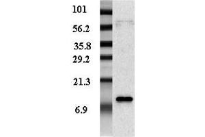 Image no. 1 for anti-Resistin (RETN) antibody (Biotin) (ABIN1169373)