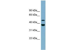 Image no. 1 for anti-Chromosome 4 Open Reading Frame 20 (C4orf20) (Middle Region) antibody (ABIN2774180)