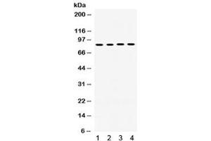 Image no. 4 for anti-P450 (Cytochrome) Oxidoreductase (POR) antibody (ABIN4952222)